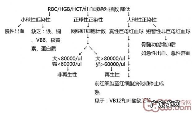 小狗缺铁性贫血了解多少
