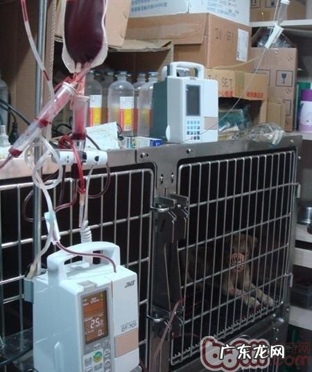 小狗缺铁性贫血了解多少