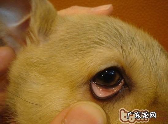 小狗缺铁性贫血了解多少