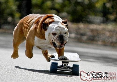 狂犬病毒的替伏期确实有20年那麼长吗