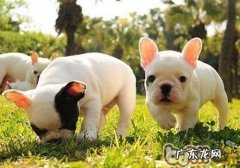 小狗得了狂犬病毒该怎么办