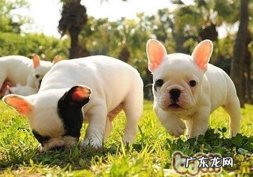 小狗得了狂犬病毒该怎么办