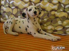 小狗皮炎的症状及医治