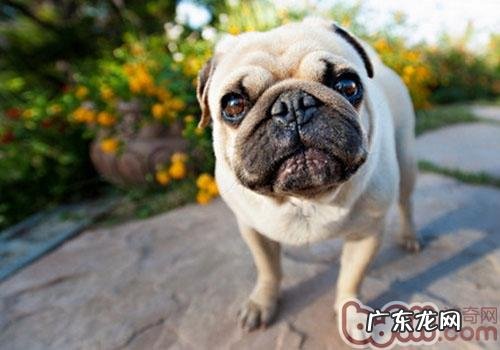 不必忽视狗狗牙齿的难题