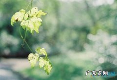 一年级描写夏天的短句子 【抖音文案】描写夏天的人们的句子