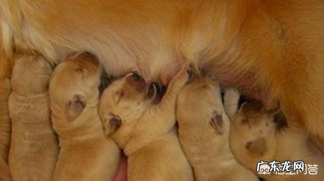 金毛幼犬驱虫后，对生长有什么帮助？