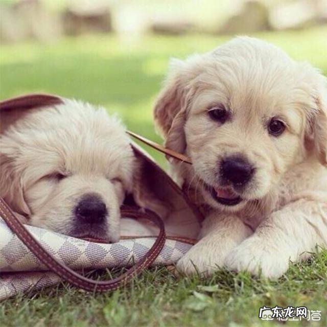 金毛幼犬驱虫后，对生长有什么帮助？