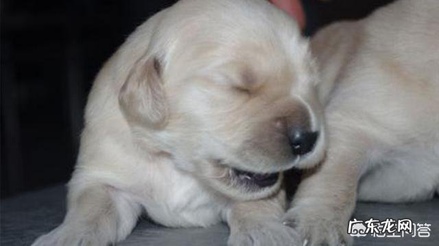 金毛幼犬驱虫后，对生长有什么帮助？