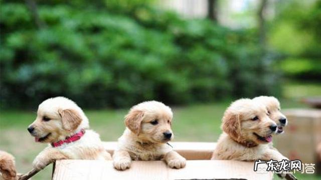 金毛幼犬驱虫后，对生长有什么帮助？