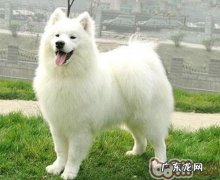 小狗糖尿病患者的病症及发病原因