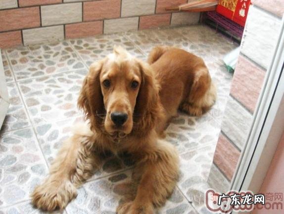 狗咽喉炎的防止和医治