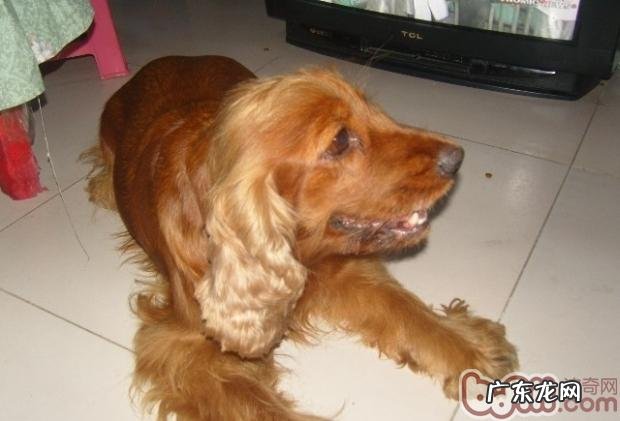 狗咽喉炎的防止和医治