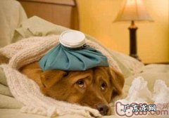 狗咽喉炎的防止和医治