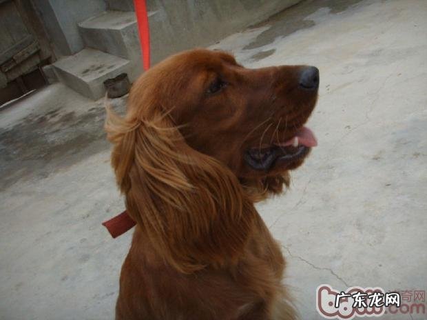 狗咽喉炎的防止和医治