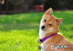 母狗生孕期内的管理方法