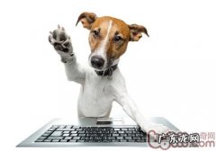 小狗缺少钙了该怎么办