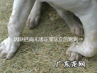 小狗缺少钙了该怎么办