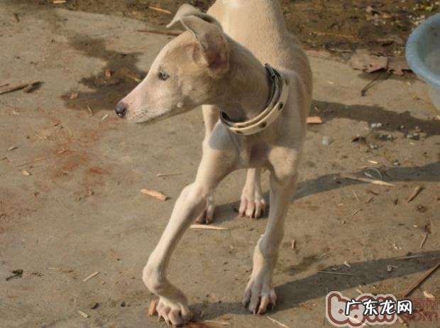 小狗缺少钙了该怎么办