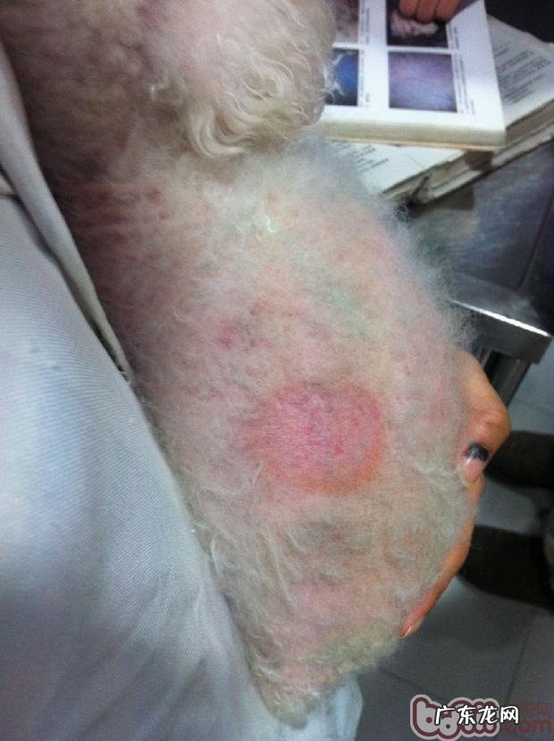 它是“怪异”的皮肤疾病?——犬的库兴氏综合征