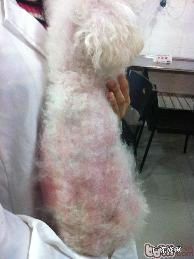 它是“怪异”的皮肤疾病?——犬的库兴氏综合征