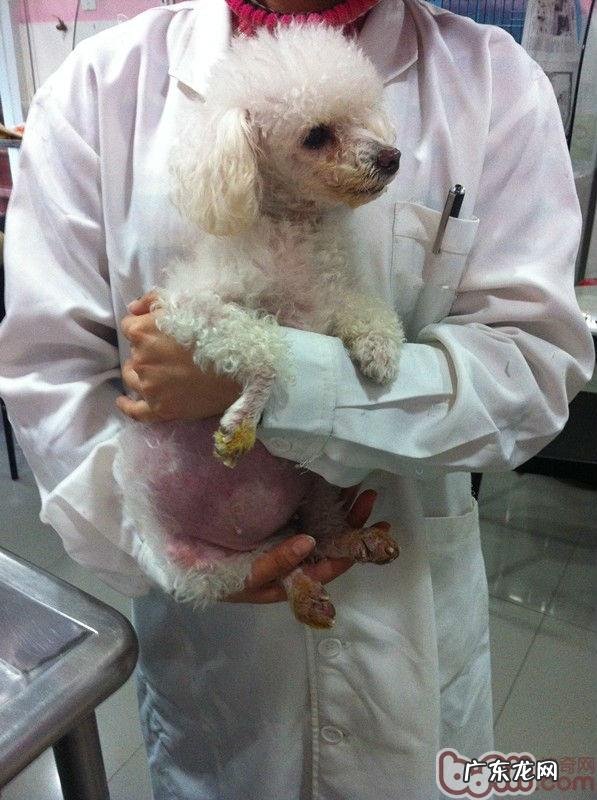 它是“怪异”的皮肤疾病?——犬的库兴氏综合征