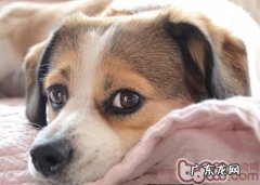 小狗也会得干眼病