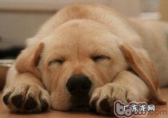 让小狗深受困惑的风湿病