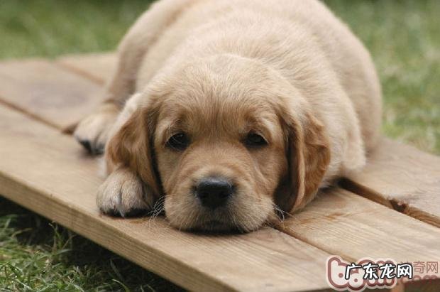 怎么知道小狗是不是发高烧