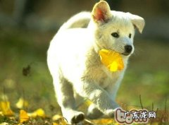 小狗尿路结石的确诊方式