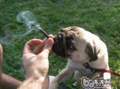 小狗吸二手烟得癌概率进一步提高