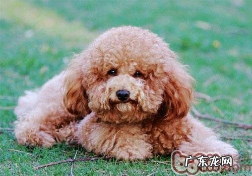 泰迪配种了解多少