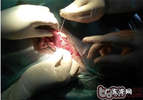 一例犬胃扭转的医治