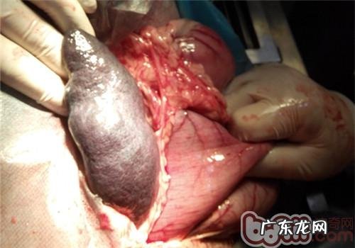 一例犬胃扭转的医治