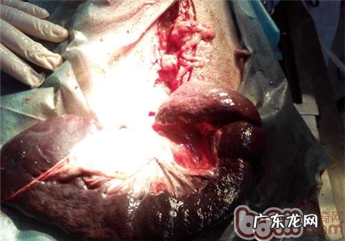 一例犬胃扭转的医治