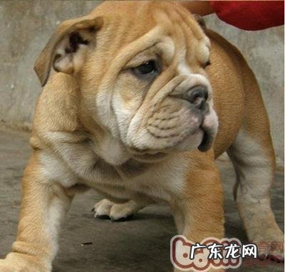 一例犬胃扭转的医治