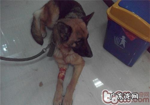 一例犬胃扭转的医治