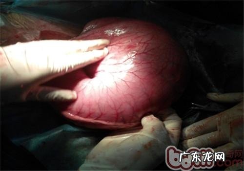 一例犬胃扭转的医治