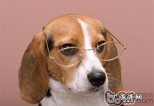 小狗痉挛的症状及解决方法