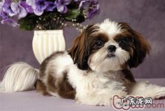 小狗腿抽筋时的常见问题