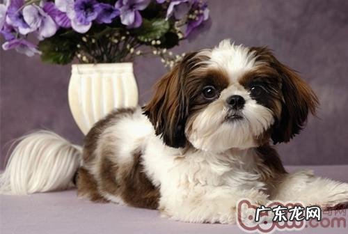 小狗腿抽筋时的常见问题