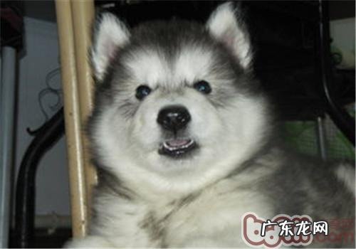 小狗犬瘟怎样治?