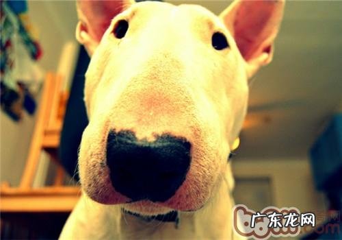 小狗得了细小的症状