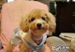 小狗骨折怎么办？