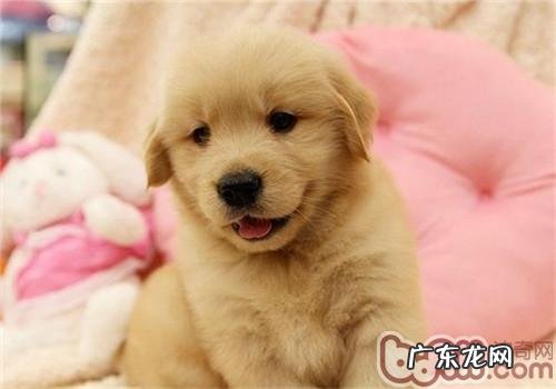 狗狗驱虫要多少钱？