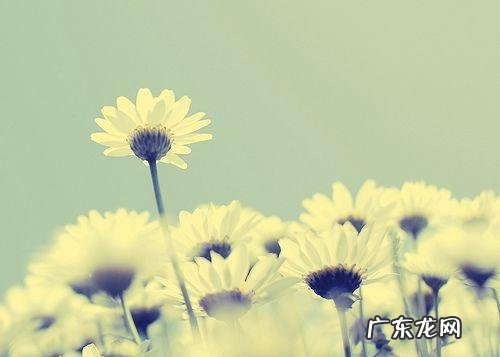 朋友圈句子说说好心情短语 【抖音文案】好心情的句子短语简单