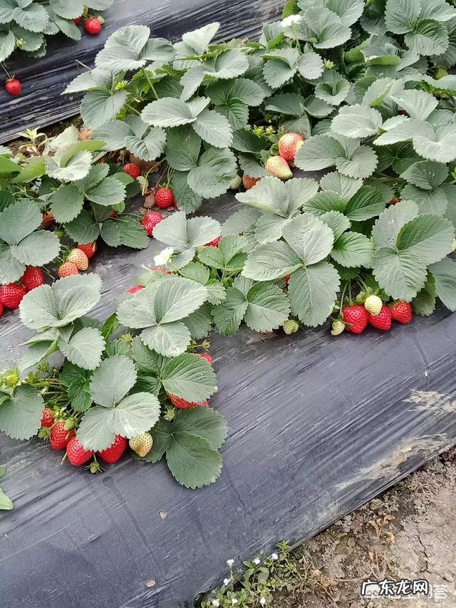 有没有产后塑身衣可以推荐的