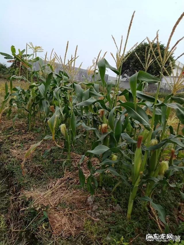 有没有产后塑身衣可以推荐的