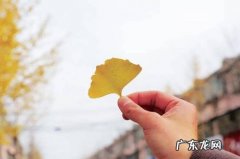 写秋天银杏树叶的优美句子 【抖音文案】银杏树叶句子发朋友圈