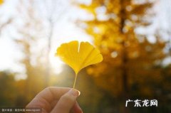 描写深秋银杏叶的诗句 【抖音文案】描写银杏叶黄的诗句