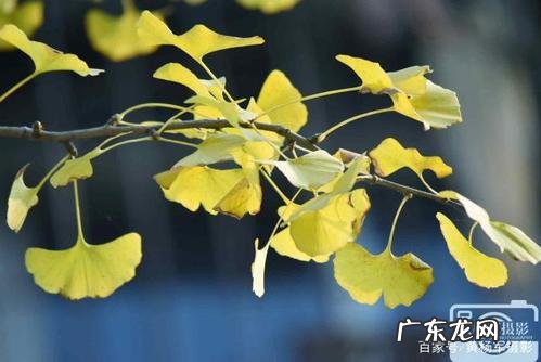 描写深秋银杏叶的诗句 【抖音文案】描写银杏叶黄的诗句